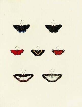 Foreign butterflies occurring in the three continents Asia, Africa and America Pl.141