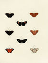 Foreign butterflies occurring in the three continents Asia, Africa and America Pl.142