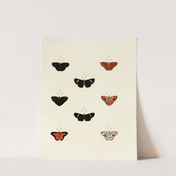 Foreign butterflies occurring in the three continents Asia, Africa and America Pl.142 (1779-1782) by Pieter Cramer