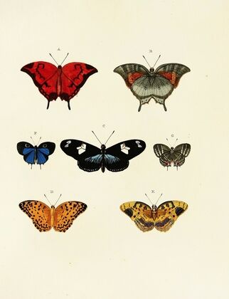 Foreign butterflies occurring in the three continents Asia, Africa and America Pl.143