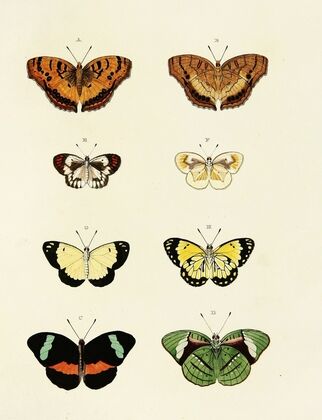 Foreign butterflies occurring in the three continents Asia, Africa and America Pl.144