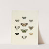 Foreign butterflies occurring in the three continents Asia, Africa and America Pl.145 (1779-1782) by Pieter Cramer