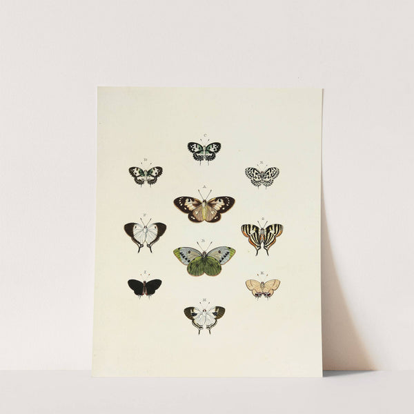 Foreign butterflies occurring in the three continents Asia, Africa and America Pl.145 (1779-1782) by Pieter Cramer