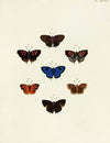 Foreign butterflies occurring in the three continents Asia, Africa and America Pl.146