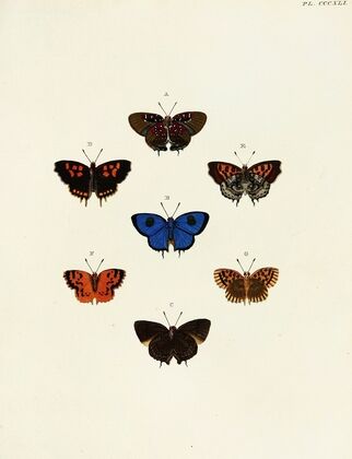 Foreign butterflies occurring in the three continents Asia, Africa and America Pl.146