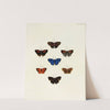 Foreign butterflies occurring in the three continents Asia, Africa and America Pl.146 (1779-1782) by Pieter Cramer