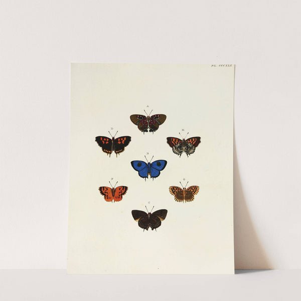 Foreign butterflies occurring in the three continents Asia, Africa and America Pl.146 (1779-1782) by Pieter Cramer