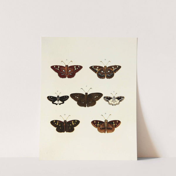 Foreign butterflies occurring in the three continents Asia, Africa and America Pl.147 (1779-1782) by Pieter Cramer