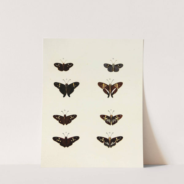 Foreign butterflies occurring in the three continents Asia, Africa and America Pl.148 (1779-1782) by Pieter Cramer