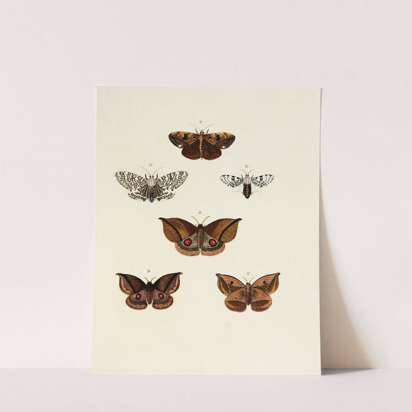 Foreign butterflies occurring in the three continents Asia, Africa and America Pl.149 (1779-1782) by Pieter Cramer