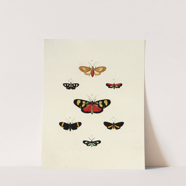 Foreign butterflies occurring in the three continents Asia, Africa and America Pl.150 (1779-1782) by Pieter Cramer