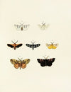Foreign butterflies occurring in the three continents Asia, Africa and America Pl.152