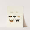Foreign butterflies occurring in the three continents Asia, Africa and America Pl.152 (1779-1782) by Pieter Cramer