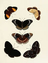 Foreign butterflies occurring in the three continents Asia, Africa and America Pl.154