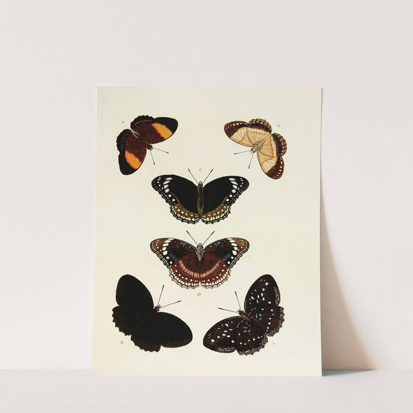 Foreign butterflies occurring in the three continents Asia, Africa and America Pl.154 (1779-1782) by Pieter Cramer