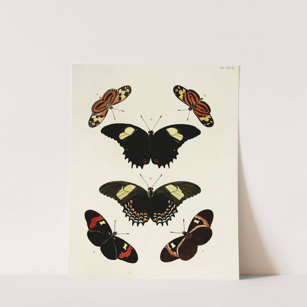 Foreign butterflies occurring in the three continents Asia, Africa and America Pl.155 (1779-1782) by Pieter Cramer