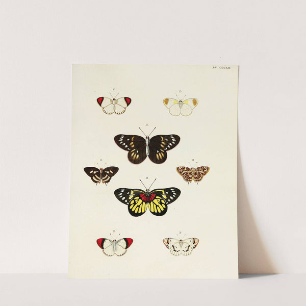 Foreign butterflies occurring in the three continents Asia, Africa and America Pl.157 (1779-1782) by Pieter Cramer