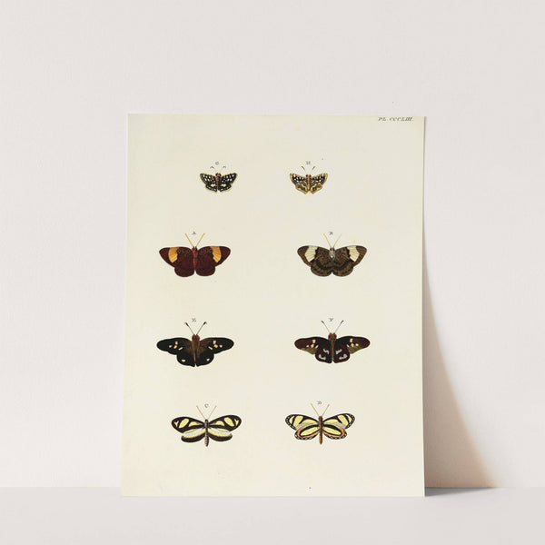 Foreign butterflies occurring in the three continents Asia, Africa and America Pl.158 (1779-1782) by Pieter Cramer