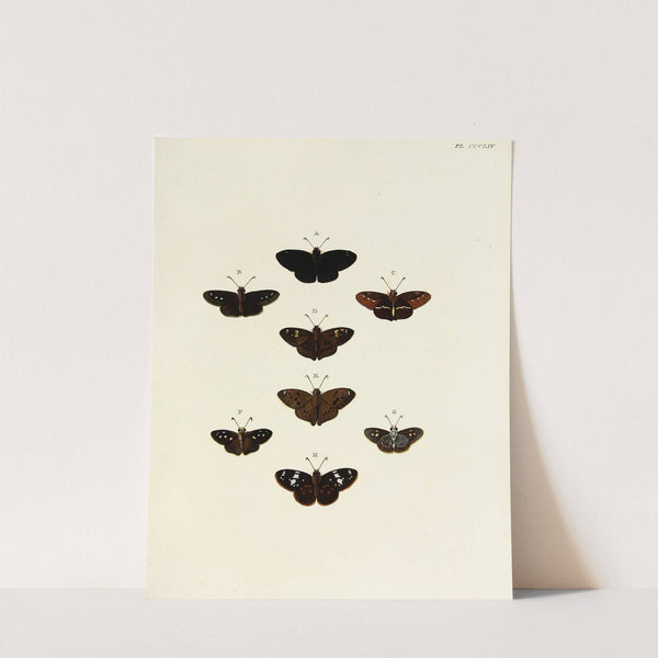 Foreign butterflies occurring in the three continents Asia, Africa and America Pl.159 (1779-1782) by Pieter Cramer