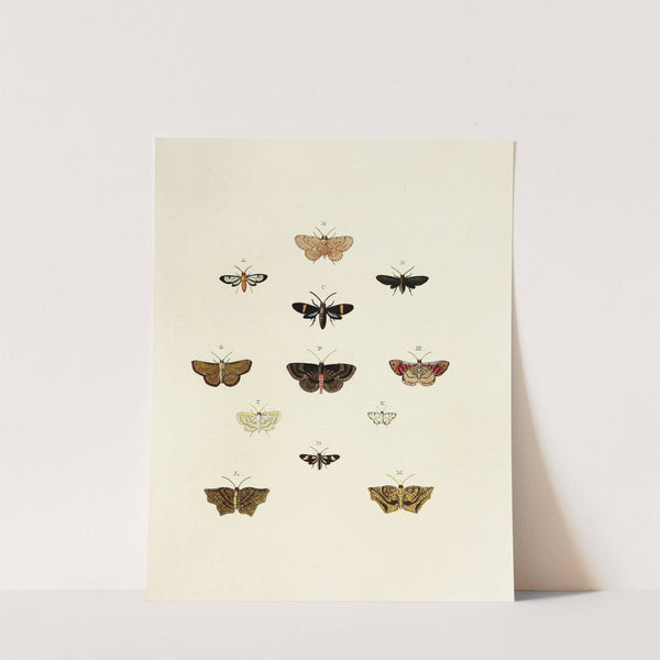 Foreign butterflies occurring in the three continents Asia, Africa and America Pl.162 (1779-1782) by Pieter Cramer