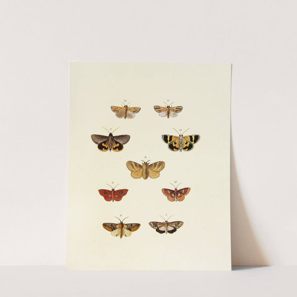 Foreign butterflies occurring in the three continents Asia, Africa and America Pl.163 (1779-1782) by Pieter Cramer