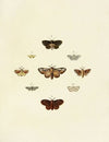 Foreign butterflies occurring in the three continents Asia, Africa and America Pl.164