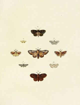 Foreign butterflies occurring in the three continents Asia, Africa and America Pl.164