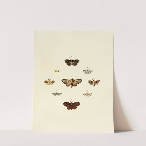 Foreign butterflies occurring in the three continents Asia, Africa and America Pl.164 (1779-1782) by Pieter Cramer