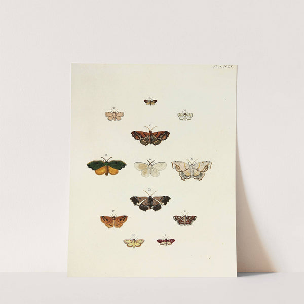 Foreign butterflies occurring in the three continents Asia, Africa and America Pl.165 (1779-1782) by Pieter Cramer