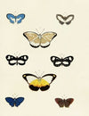 Foreign butterflies occurring in the three continents Asia, Africa and America Pl.168