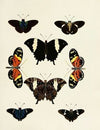 Foreign butterflies occurring in the three continents Asia, Africa and America Pl.169