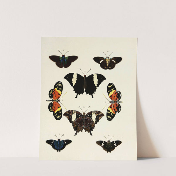 Foreign butterflies occurring in the three continents Asia, Africa and America Pl.169 (1779-1782) by Pieter Cramer