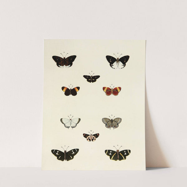 Foreign butterflies occurring in the three continents Asia, Africa and America Pl.170 (1779-1782) by Pieter Cramer