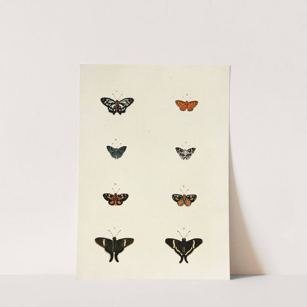 Foreign butterflies occurring in the three continents Asia, Africa and America Pl.171 (1779-1782) by Pieter Cramer