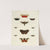 Foreign butterflies occurring in the three continents Asia, Africa and America Pl.172 (1779-1782) by Pieter Cramer