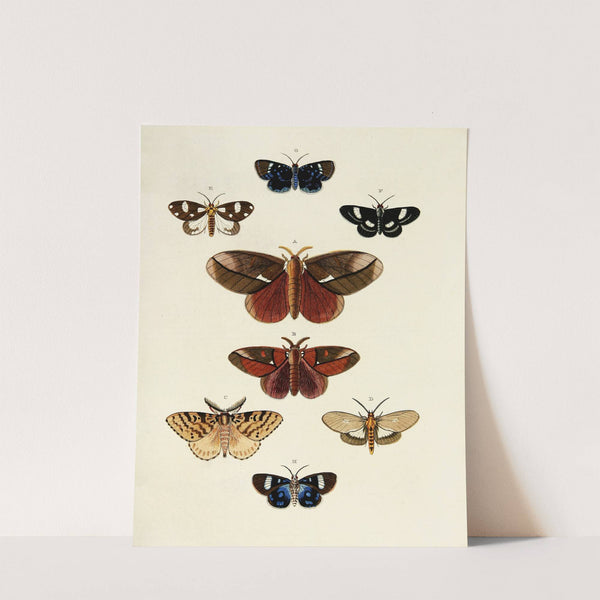 Foreign butterflies occurring in the three continents Asia, Africa and America Pl.174 (1779-1782) by Pieter Cramer