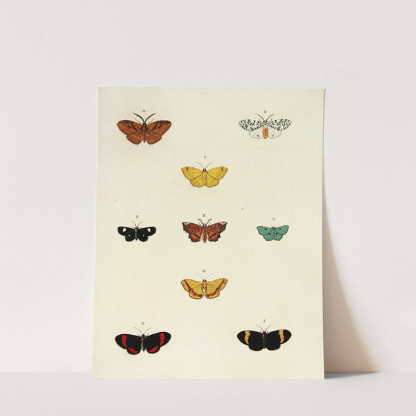 Foreign butterflies occurring in the three continents Asia, Africa and America Pl.175 (1779-1782) by Pieter Cramer