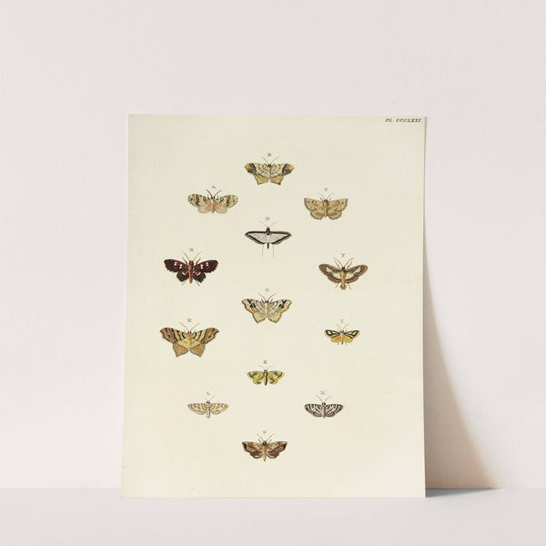 Foreign butterflies occurring in the three continents Asia, Africa and America Pl.176 (1779-1782) by Pieter Cramer