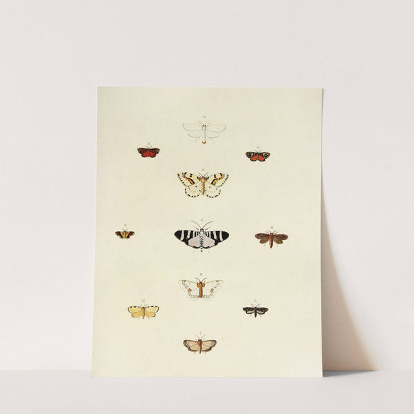 Foreign butterflies occurring in the three continents Asia, Africa and America Pl.177 (1779-1782) by Pieter Cramer