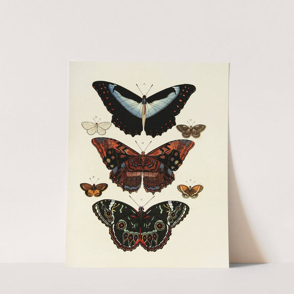 Foreign butterflies occurring in the three continents Asia, Africa and America Pl.178 (1779-1782) by Pieter Cramer