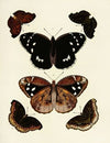 Foreign butterflies occurring in the three continents Asia, Africa and America Pl.179