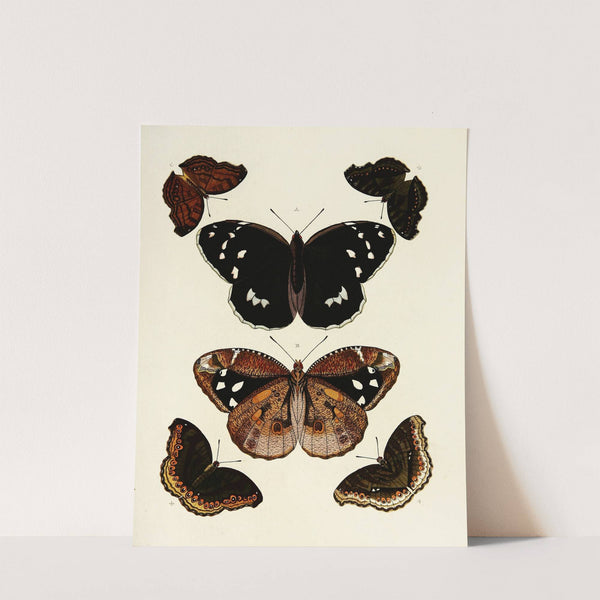 Foreign butterflies occurring in the three continents Asia, Africa and America Pl.179 (1779-1782) by Pieter Cramer