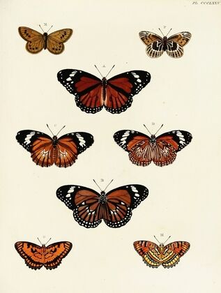 Foreign butterflies occurring in the three continents Asia, Africa and America Pl.180