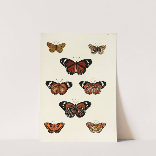 Foreign butterflies occurring in the three continents Asia, Africa and America Pl.180 (1779-1782) by Pieter Cramer