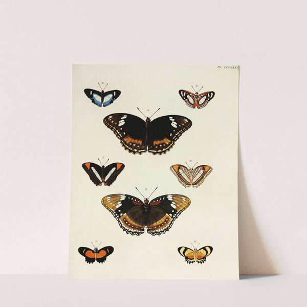 Foreign butterflies occurring in the three continents Asia, Africa and America Pl.181 (1779-1782) by Pieter Cramer