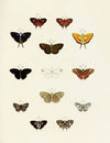 Foreign butterflies occurring in the three continents Asia, Africa and America Pl.184
