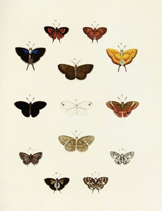 Foreign butterflies occurring in the three continents Asia, Africa and America Pl.184