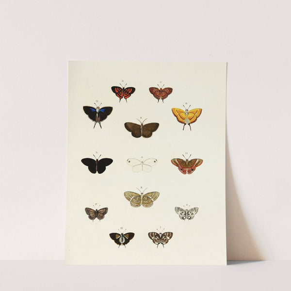 Foreign butterflies occurring in the three continents Asia, Africa and America Pl.184 (1779-1782) by Pieter Cramer