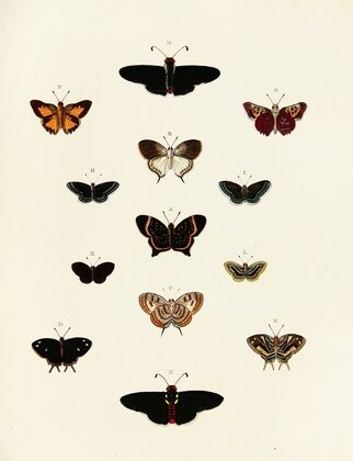 Foreign butterflies occurring in the three continents Asia, Africa and America Pl.185