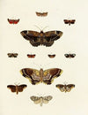 Foreign butterflies occurring in the three continents Asia, Africa and America Pl.189
